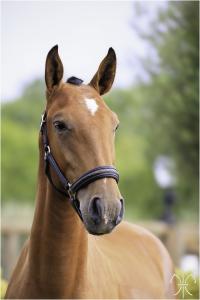 Photo cheval a vendre QUIMONO DE LA GESSE